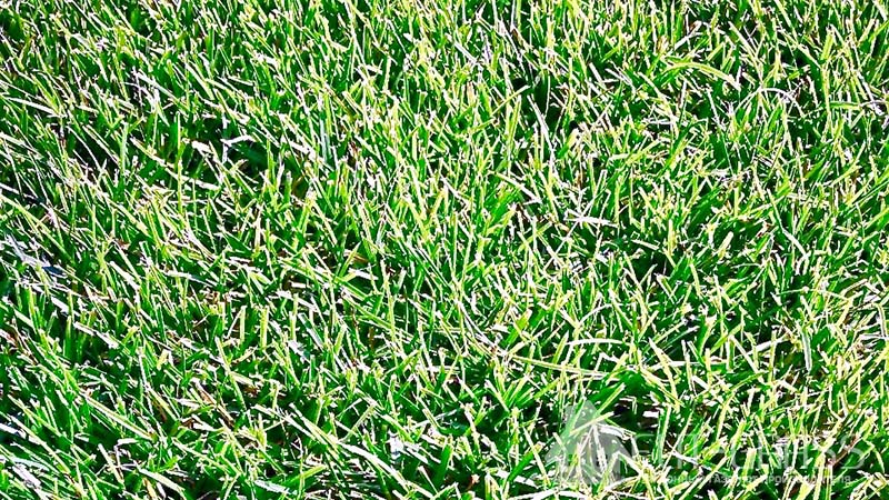 Рулонный газон в Балашихе Элит-Грасс